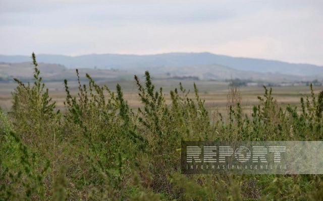 Azad və yaralı Xocalı - REPORTAJ + FOTO